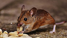 24 Hour & Emergency Exterminators in Bloomingdale, NJ